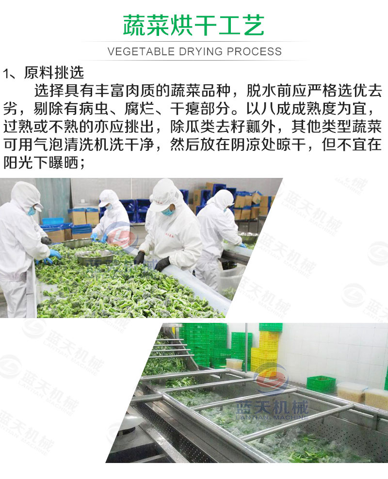 蔬菜網帶烘干機烘干工藝