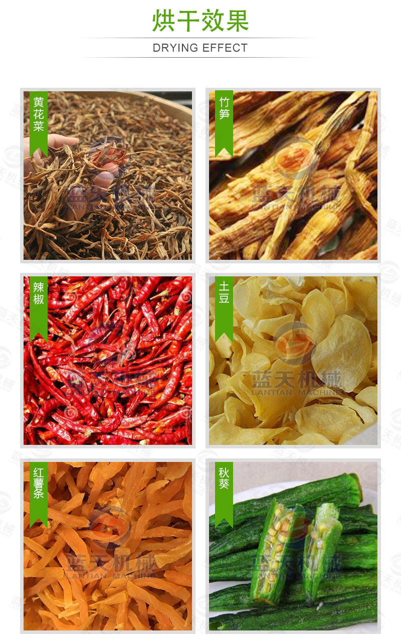 蔬菜網帶烘干機烘干效果