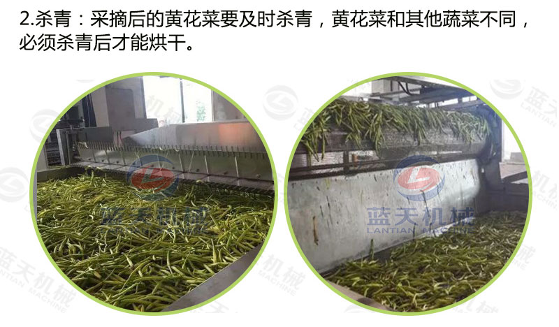 黃花菜網(wǎng)帶烘干機烘干工藝