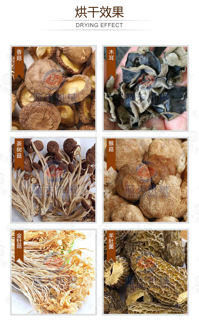 食用菌網帶烘干機烘干效果
