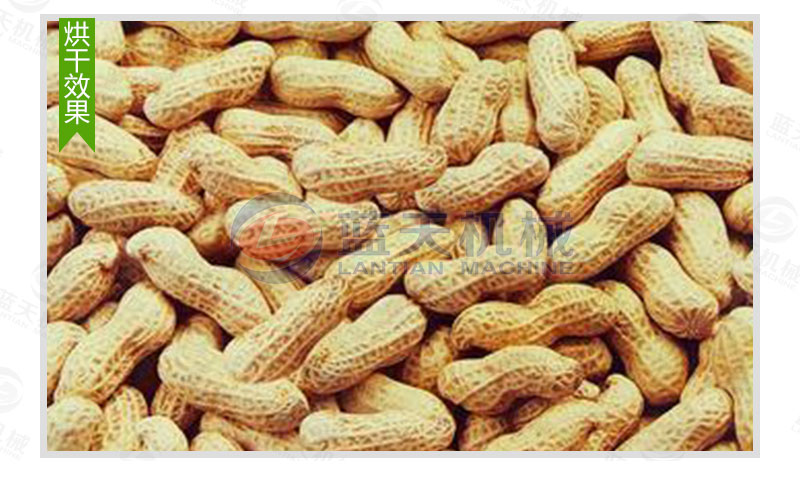 花生網帶式烘干機烘干效果