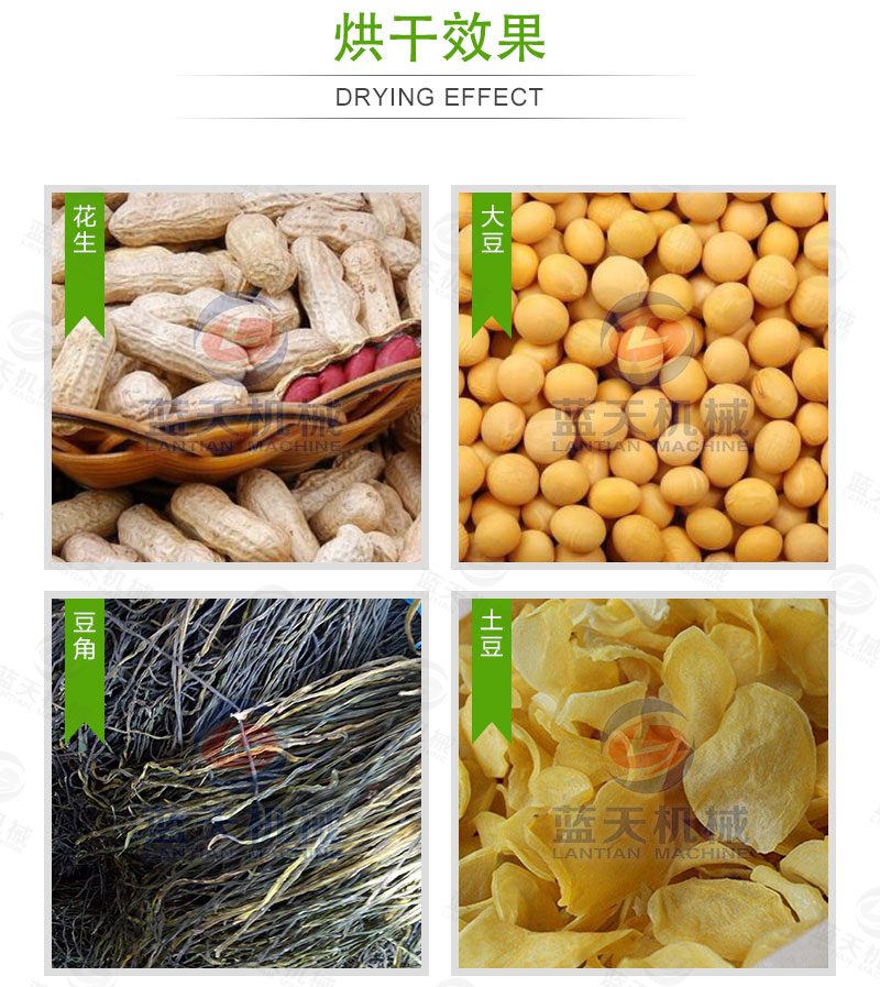 花生網帶式烘干機烘干效果